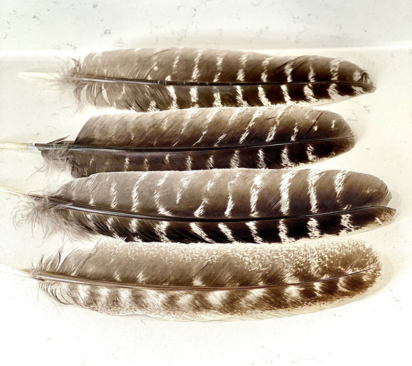 Turkey Feathers